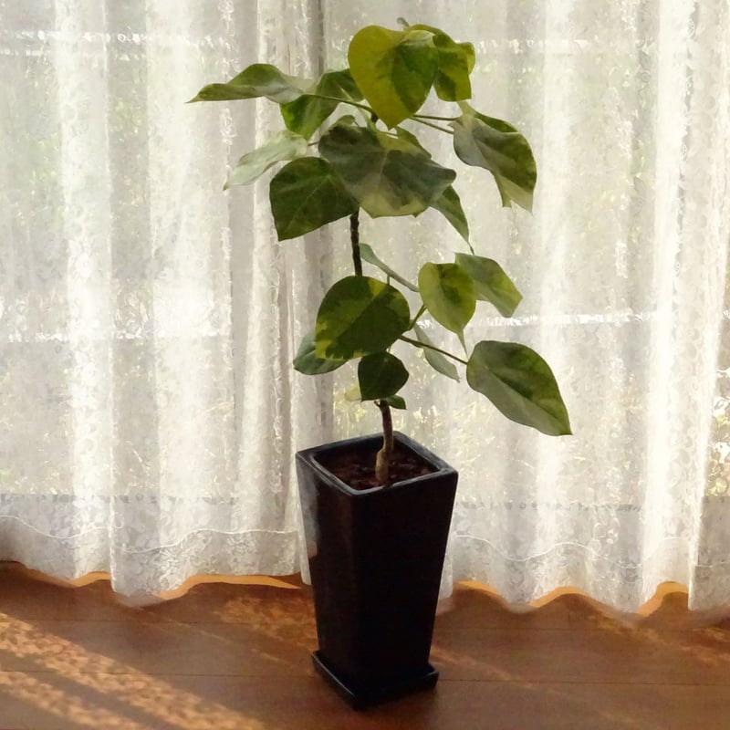 観葉植物 ラブリーハート 6号ブラック陶器鉢 | トロピカルフルーツ