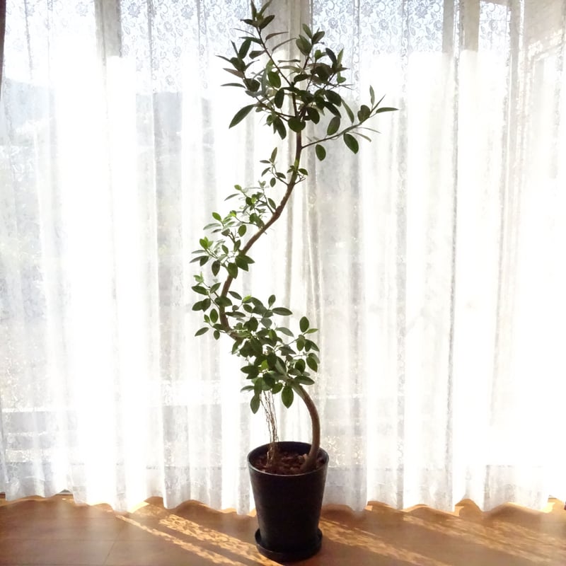 観葉植物 フランスゴムの木 10号プラ鉢 | トロピカルフルーツ＆プランツ