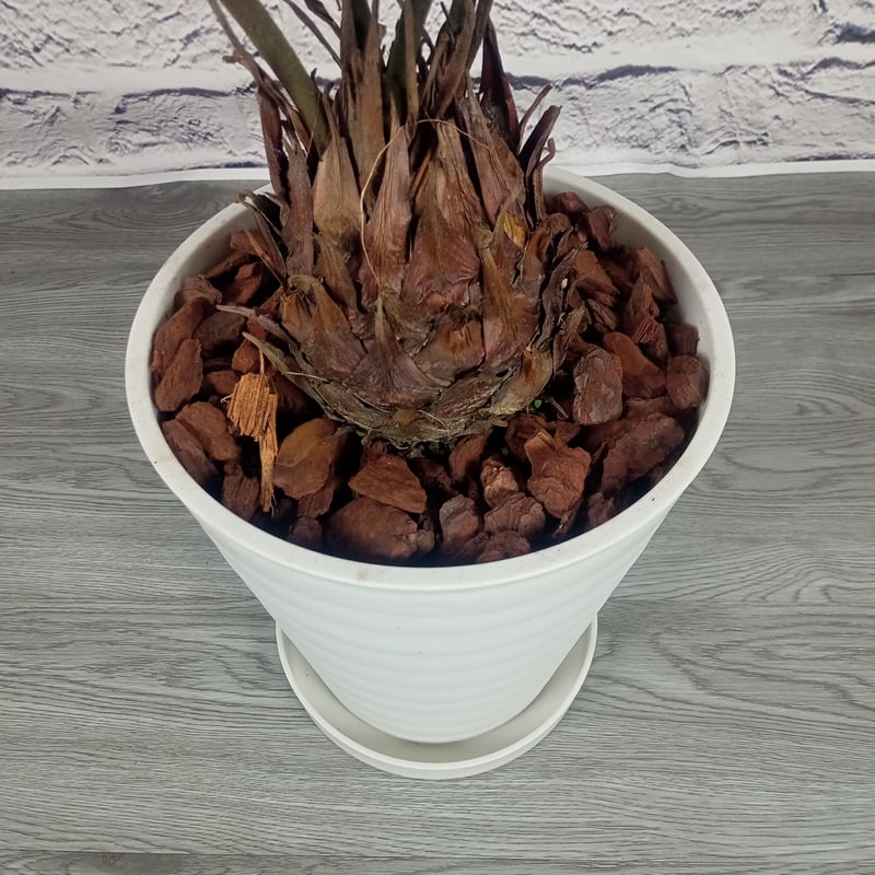 ザミア・プミラ 8号プラ鉢 | トロピカルフルーツ＆プランツ