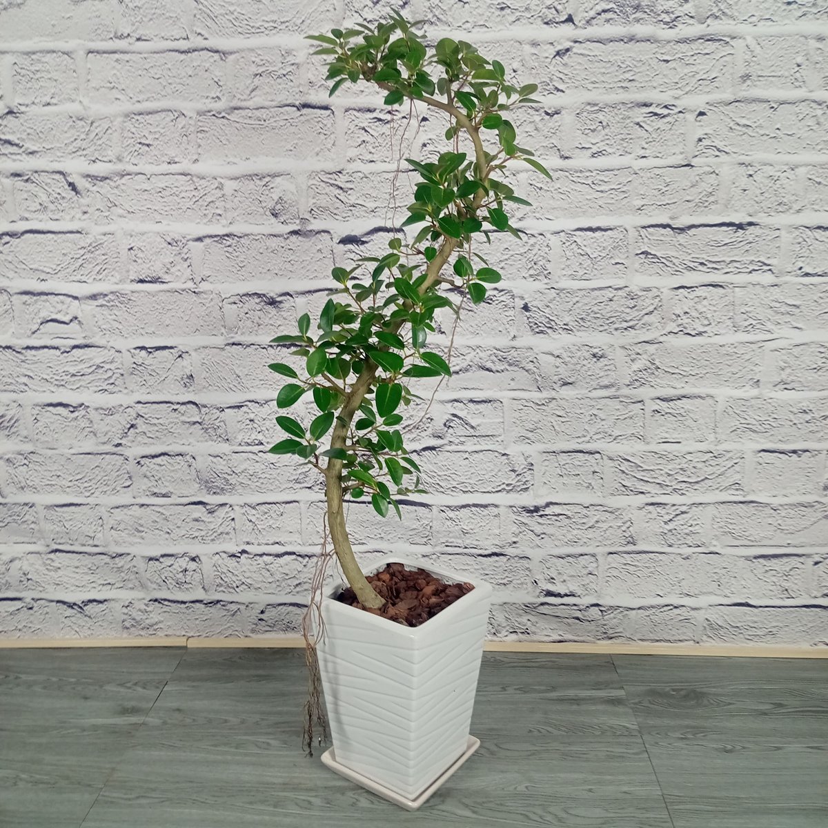 観葉植物 フランスゴムの木 8号陶器鉢 | トロピカルフルーツ＆プランツ