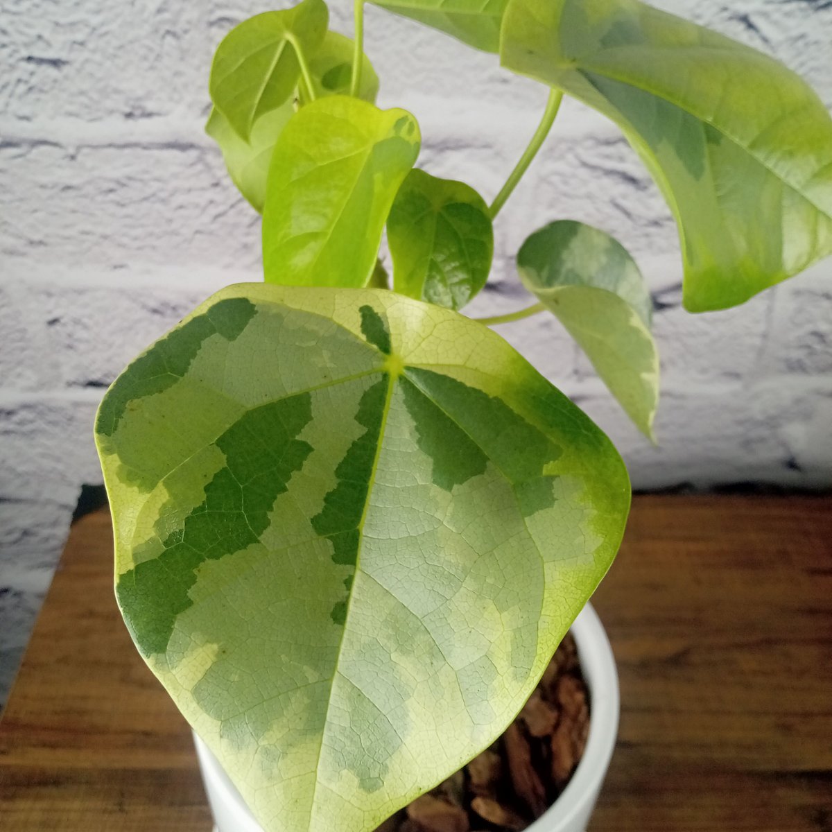 ラブリーハート 5号陶器鉢 | トロピカルフルーツ＆プランツ