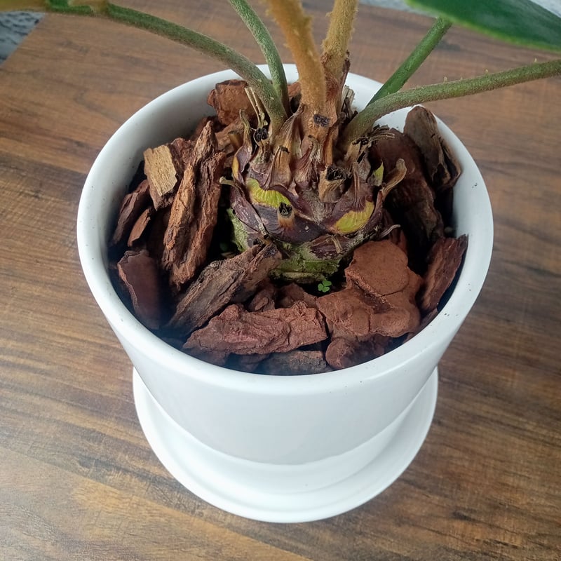 ザミア・プミラ 4号陶器鉢 | トロピカルフルーツ＆プランツ