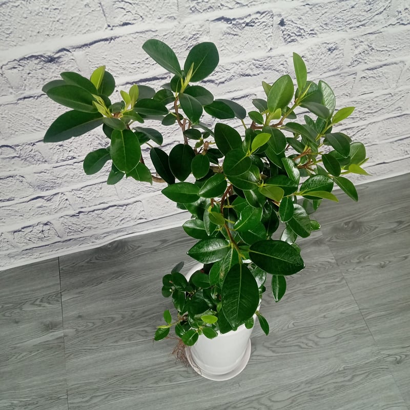 フランスゴムの木　螺旋仕立て　7号　陶器鉢　植え込み発送 フランスゴムの木 螺旋仕立て 7号 陶器鉢 植え込み発送 - メルカリ