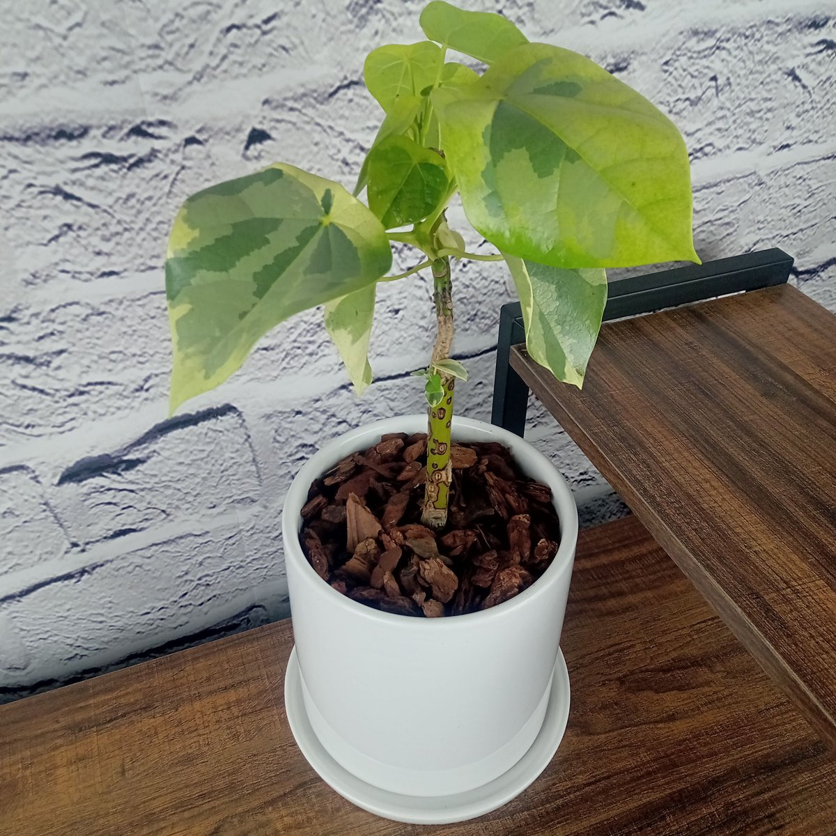 斑入り ラブリーハート ハスノハギリ 6号 ラブリハート ハスノハギリ6