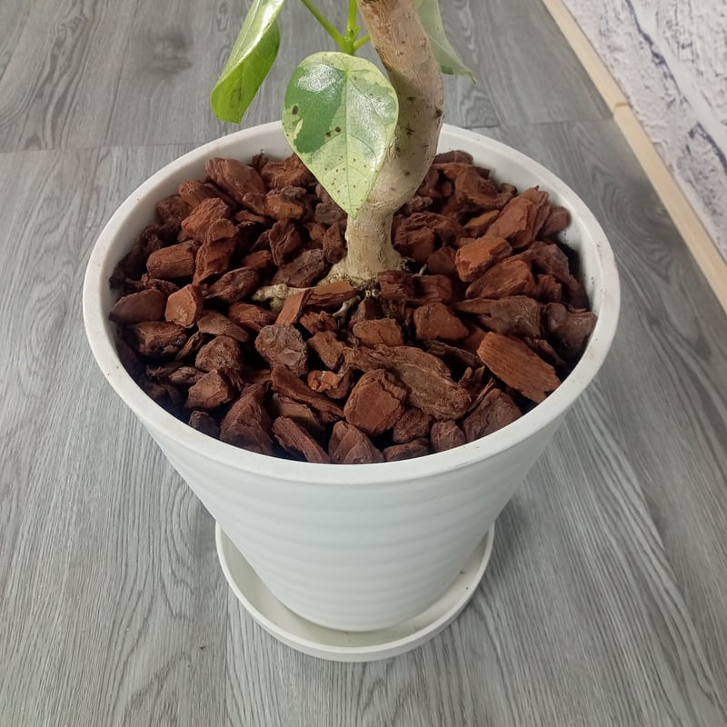 ラブリーハート 8号プラ鉢 | トロピカルフルーツ＆プランツ