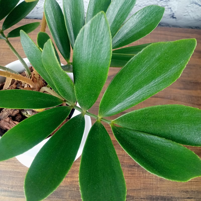 ザミア・プミラ 4号陶器鉢 | トロピカルフルーツ＆プランツ