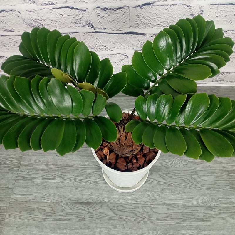 ザミア・プミラ 8号プラ鉢 | トロピカルフルーツ＆プランツ