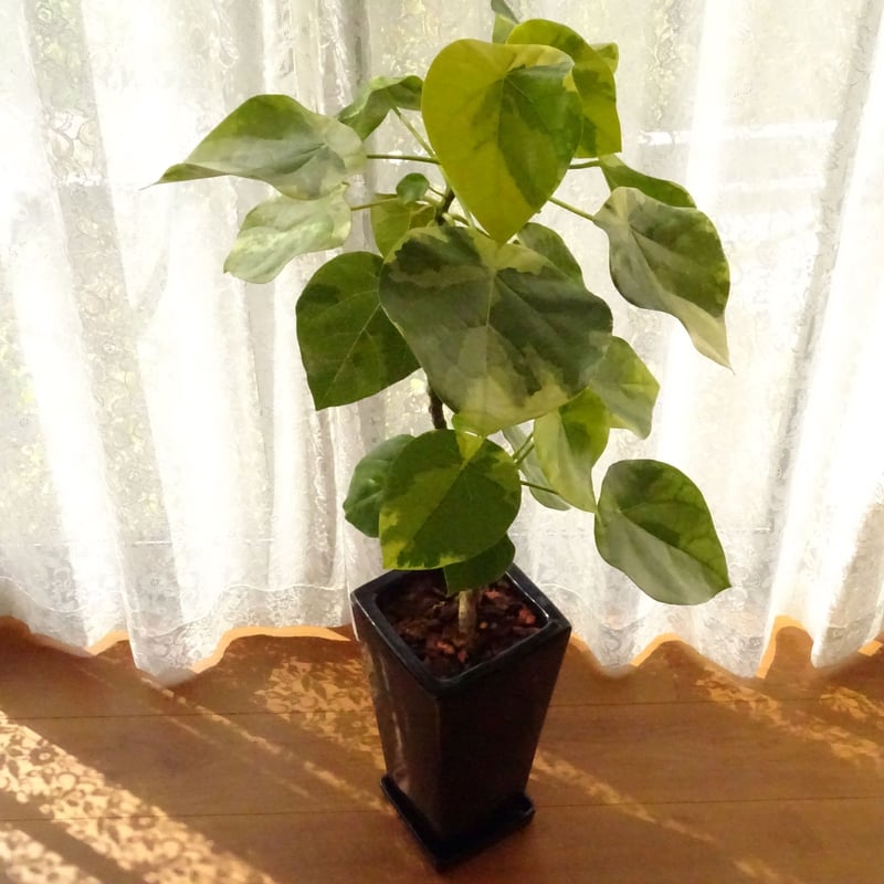 観葉植物 ラブリーハート 6号ブラック陶器鉢 | トロピカルフルーツ