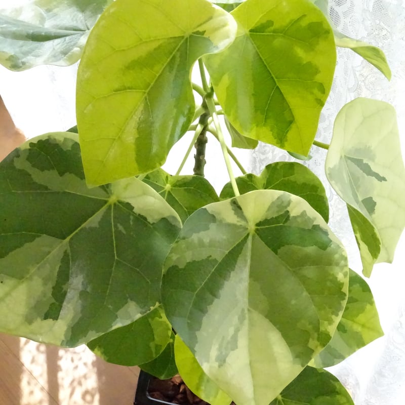 観葉植物 ラブリーハート 6号ブラック陶器鉢 | トロピカルフルーツ