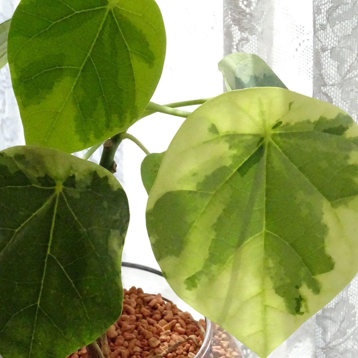 ラブリーハート ガラス鉢仕立て | トロピカルフルーツ＆プランツ