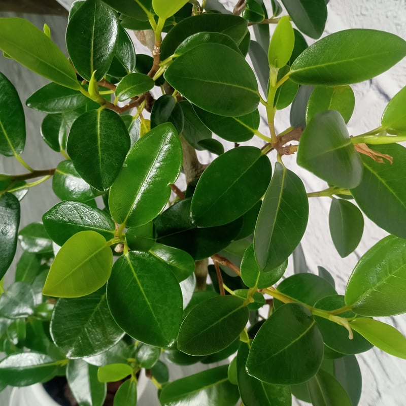 観葉植物 フランスゴムの木 7号陶器鉢 | トロピカルフルーツ＆プランツ