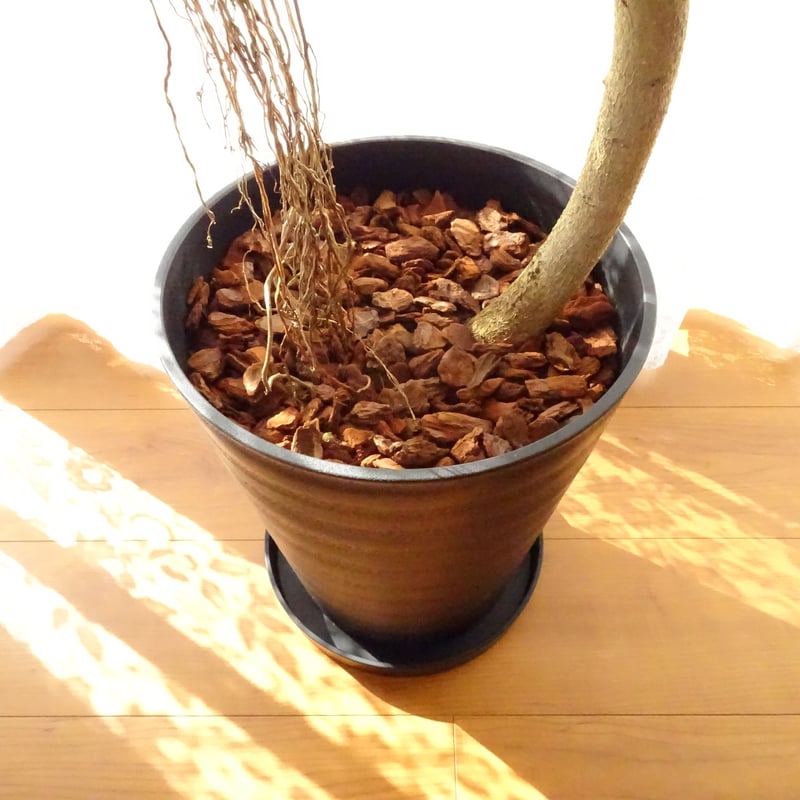 観葉植物 フランスゴムの木 10号プラ鉢 | トロピカルフルーツ＆プランツ