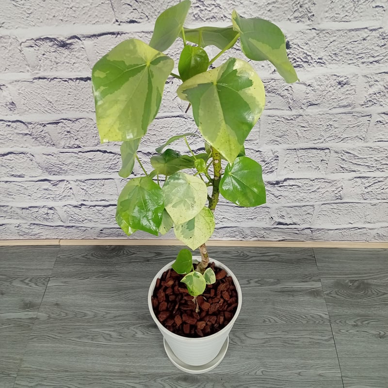 希少 人気4色の迷彩柄観葉植物(❁ᴗ͈ˬᴗ͈)ラブリーハート78cm