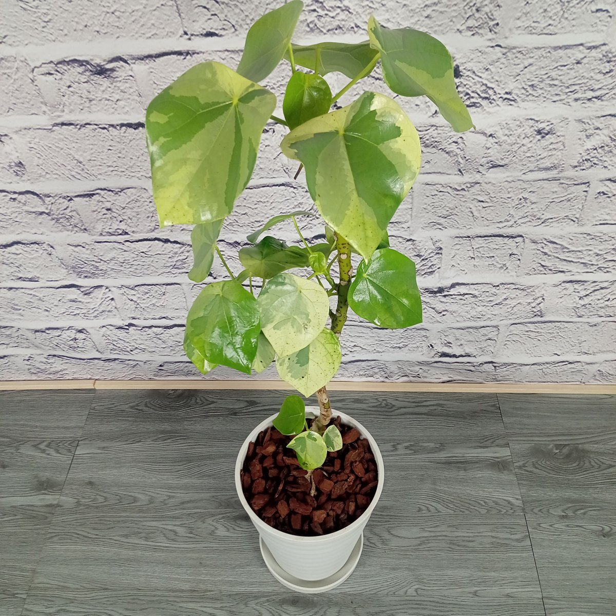 ラブリーハート 8号プラ鉢 | トロピカルフルーツ＆プランツ