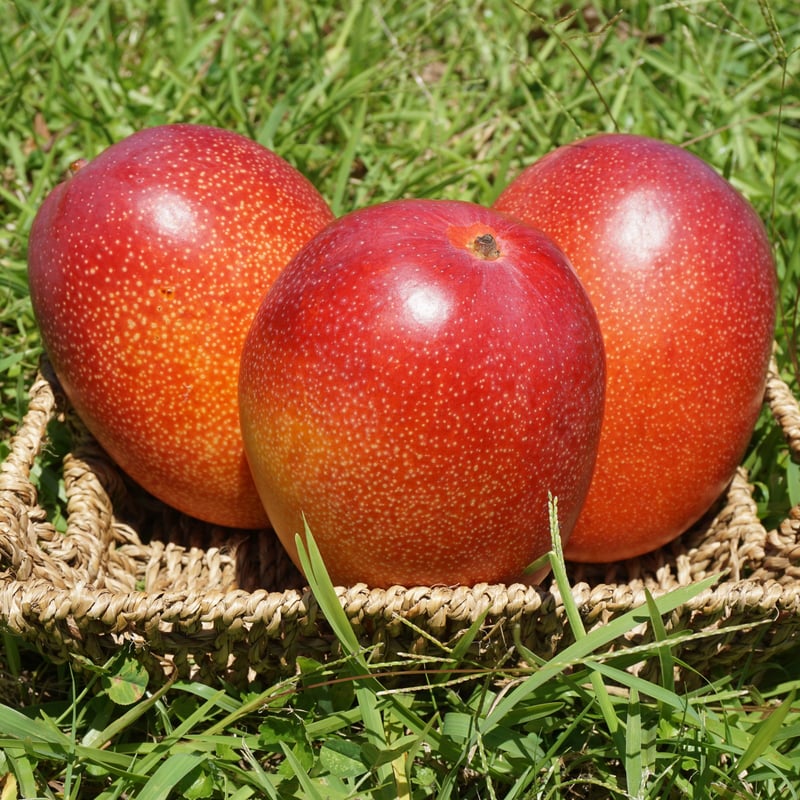 ご家庭用】鹿児島県産 温泉完熟マンゴー 1kg(2～3玉) 『クール便