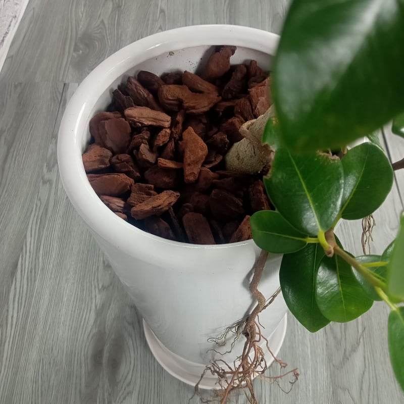 観葉植物 フランスゴムの木 7号陶器鉢 | トロピカルフルーツ＆プランツ