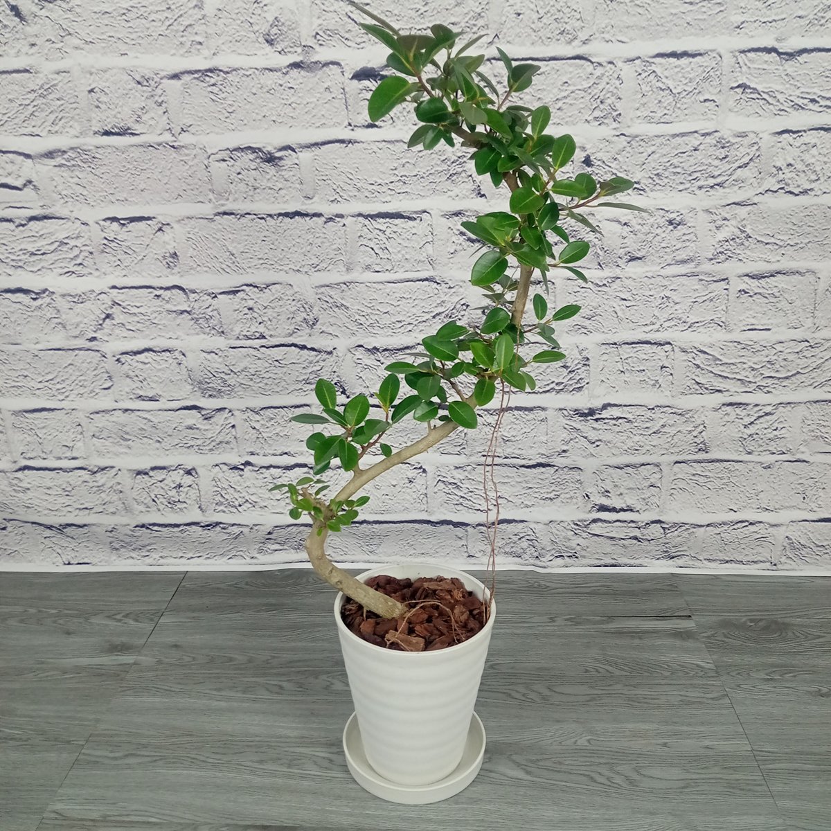 観葉植物 フランスゴムの木 8号 プラ鉢 | トロピカルフルーツ＆プランツ
