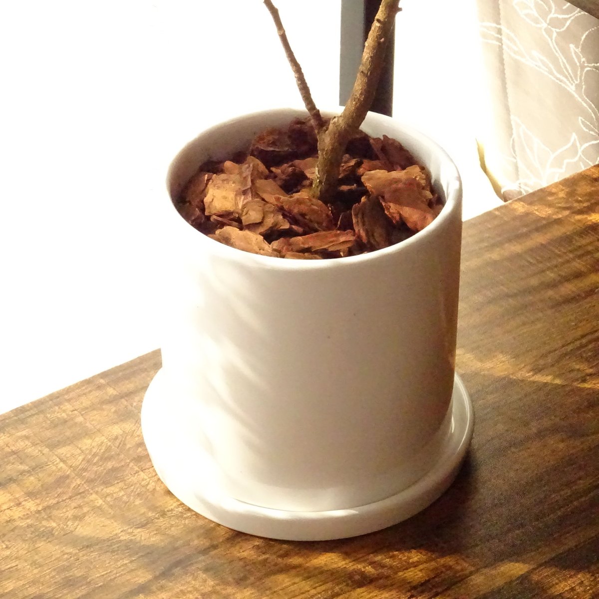 観葉植物 フランスゴムの木 4号陶器鉢 | トロピカルフルーツ