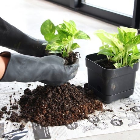 HERE by DETAIL Bottom Watering Pot “ Large”