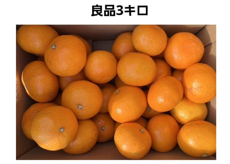 木下さんちのみかん 3キロ