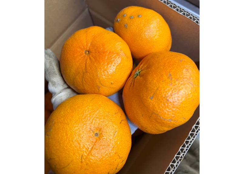 甘平 訳あり | 木下農園-キー坊みかんショップ-