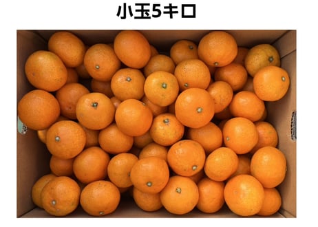 木下さんちのみかん 5キロ