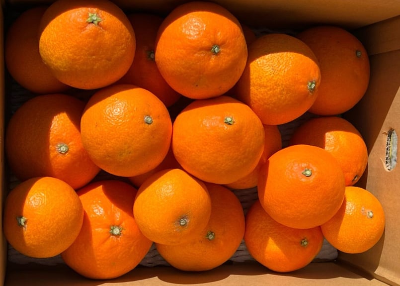 ☆農園1番人気☆ まどんな『家庭用5キロ』※1月6日より順次発送 | 木下