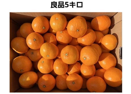 木下さんちのみかん 5キロ