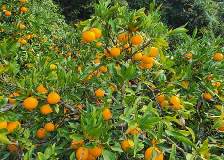 サイズを選べる🍊木下さんちのみかん3キロ×2箱🍊