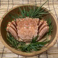 北海道産　毛ガニ　特大サイズ　800g〜1000g