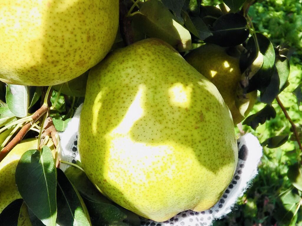 超濃厚！ラ・フランス100％ジュース 1000ml | そふどりマーケット