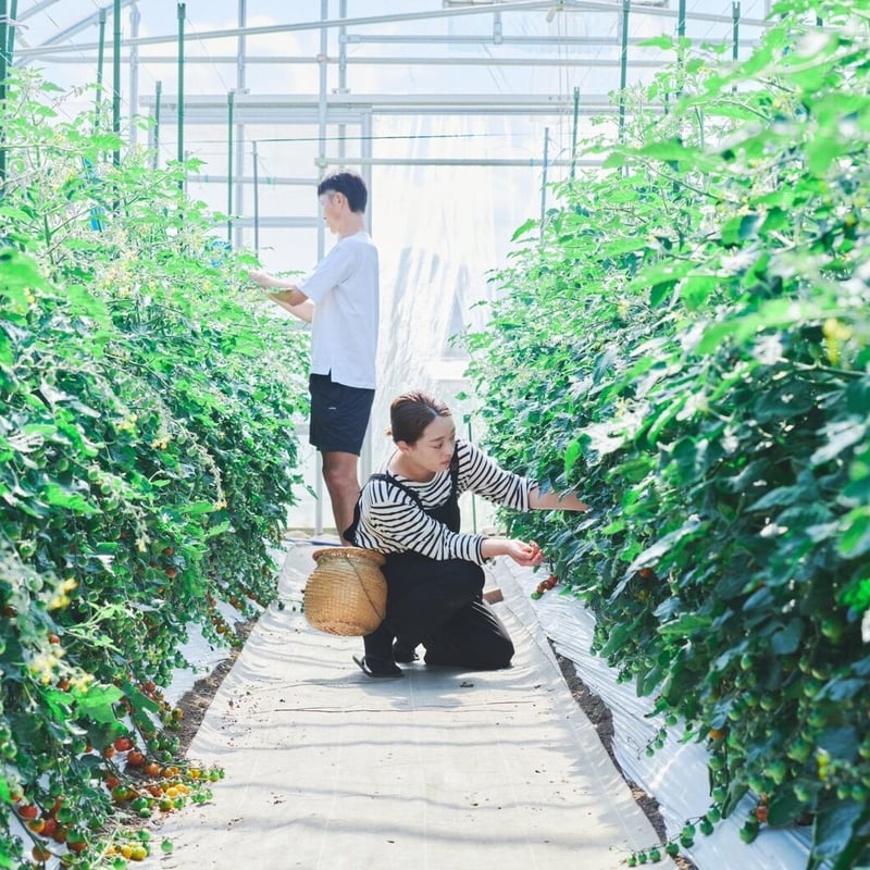 ギフトラッピング】無添加ミニトマトジュース 180ml×2本＆ドライミニ