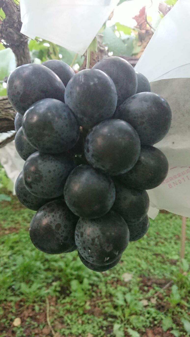 【ぶどう】 冷凍ぶどう」200g×3パック(600g)F6L-1074 | 山口県山陽小野田市