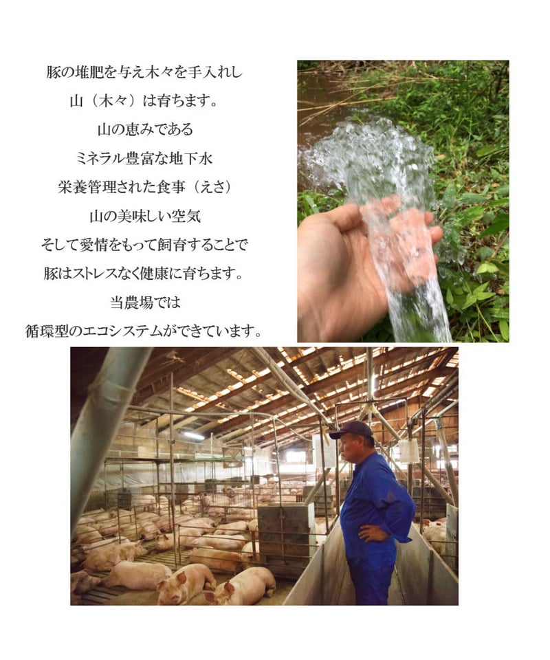 ミミブロック(1個350～450g） ミミガー 冷凍便 ご自宅用 | ひのきの森