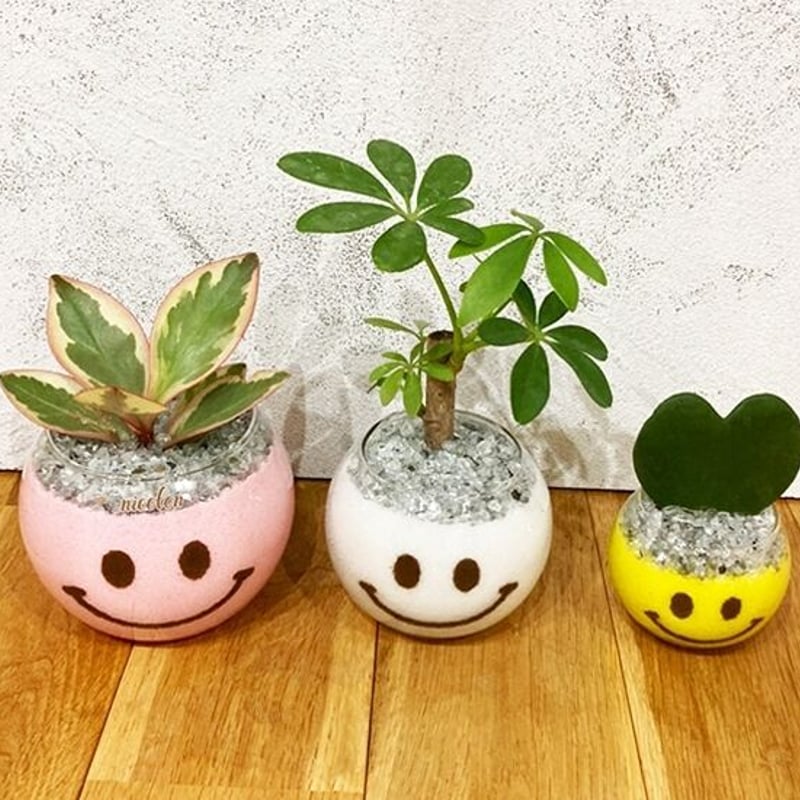 カラーサンドアート　ホヌ　パキラ　観葉植物　ニコちゃん　プルメリア Nicoちゃん（観葉植物） | Nicolon