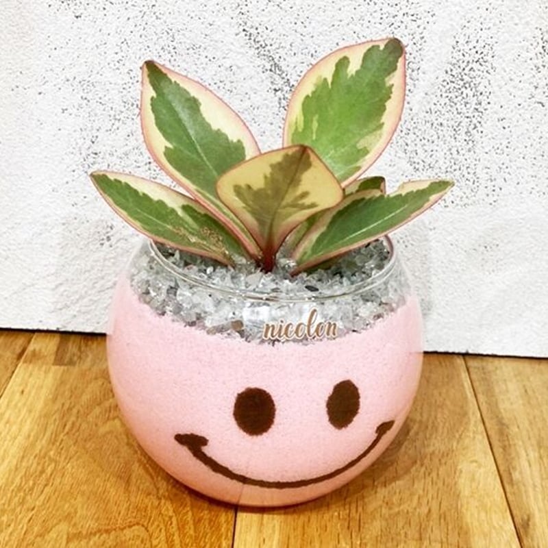 Nicoちゃん（観葉植物） | Nicolon