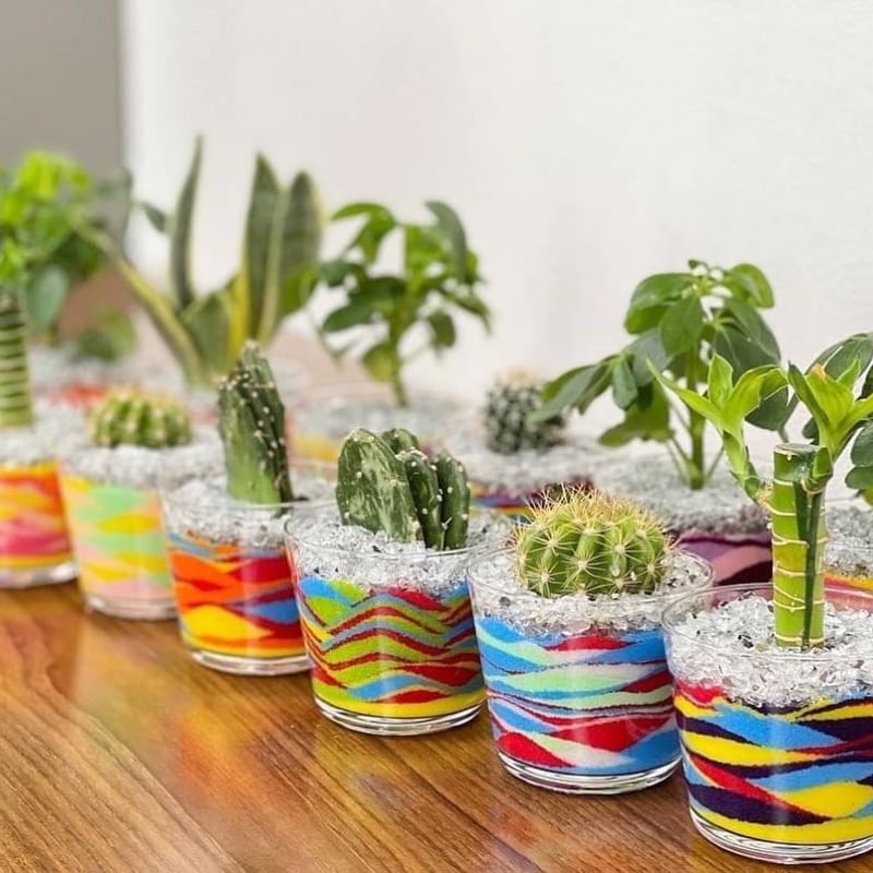 観葉植物・サボテン Sサイズ | Nicolon