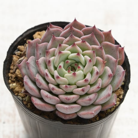 Nadja Wirth ECSTASY Mushrooms, Speed 2025年最新】WIRTHの人気