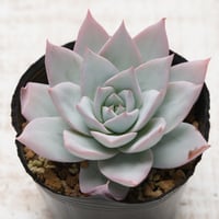 desmetiana=peacockii