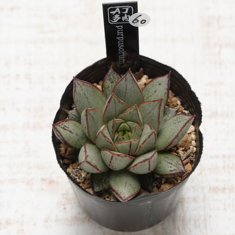 purpusorum