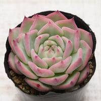 chihuahuaensis,Yecora