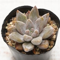 tolimanensis Rio Toliman