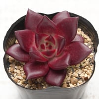 agavoides - v Romeo Rubin