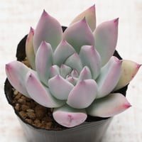colorata Tapalpa,Typ