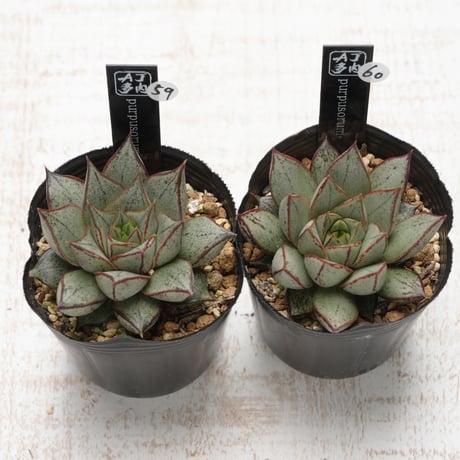 purpusorum