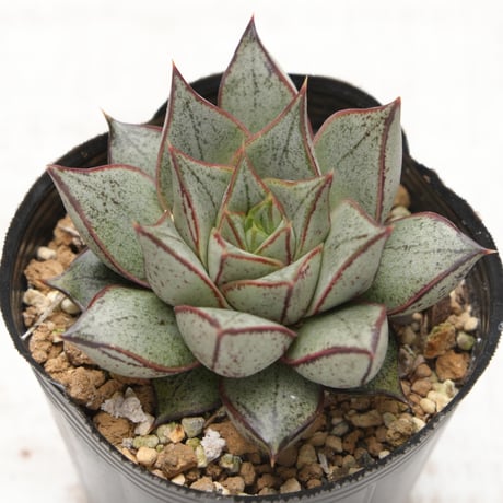 purpusorum