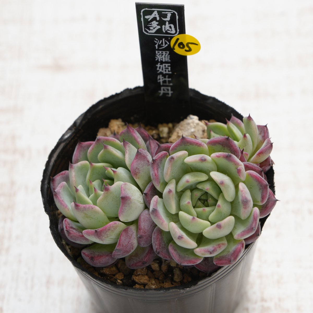 沙羅姫牡丹 【公式通販】