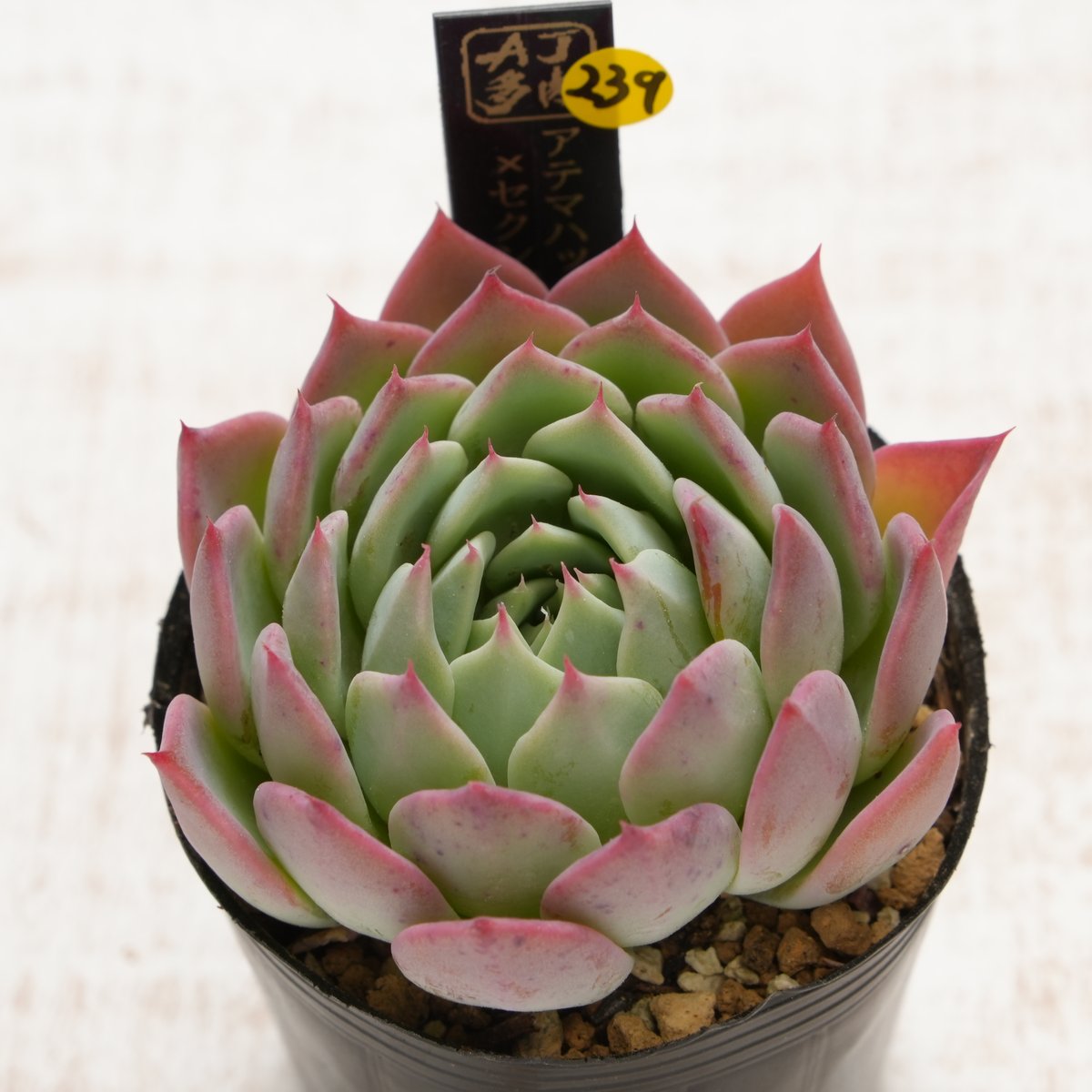 ミックスベリア そわそわ 札付き おらいさん 抜き苗 鉢 A-25 第4種発送