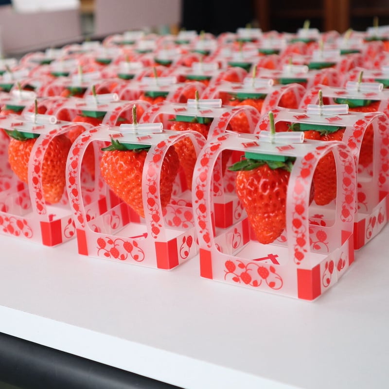 いちご パンプルムース そそっかしい 苺柄セットアップ 