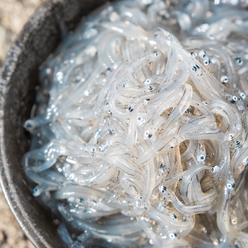 長門産 無添加とれたて生しらす 200g【冷凍】 | 中原商店